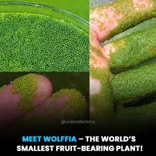 Image result for Wolffia