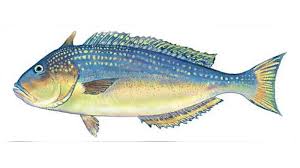 Dari gambar ikan laut dalam di atas manakah yang pernah kamu lihat dan yang tidak. Siapa Yang Sangka 9 Jenis Ikan Ini Tidak Seharusnya Dikonsumsi Berlebihan Halaman All Tribun Jatim