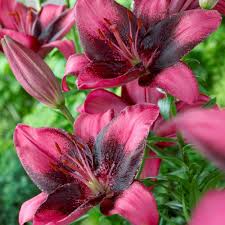 Van Zyverden Lilies Purple Eye Bulbs Set Of 7 832311 Lily Bulbs Asiatic Lilies Summer Blooming Flowers