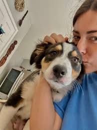 Hi, I'm Evie, a 21-year-old animal lover with over 3 years of dog walking  experience and the proud owner of my own business for the past year. Based  in Thames Ditton, I