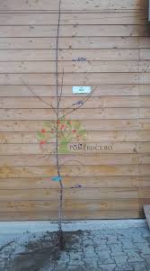 Ini adalah bot untuk discord yang dibuat khusus untuk server klub film anak grafika. Mar Starkrimson Bot De Iepure