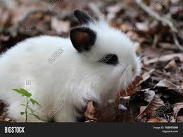 Maybe you would like to learn more about one of these? Black White Baby Image Photo Free Trial Bigstock