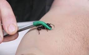 Coyote Peterson Gets Stung By Bullet Ant And Suffers Unbearable Pain Nature News Express Co Uk