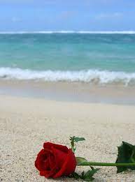 Find images of red roses. Pin On Wallpapers Para El Celular