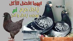 الافضل للأكل حمام زاجل جرم ام زاجل مهجن مع حمام كنج