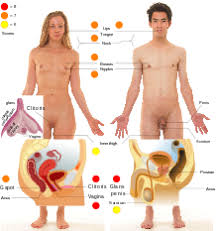 Yours has the job of protecting your internal organs. Sexual Stimulation Wikipedia