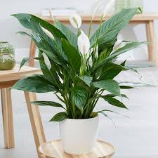 Il cephalotus mostra un rizoma sotterraneo e non raggiunge i cinque cm di altezza; Arredare Con Le Piante 13 Idee Per Scegliere Lo Styling Giusto