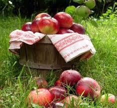 What To Do With Windfall Apples Green Apple Recipes Apple Homemade Summer Drinks