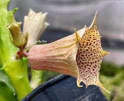 Image result for Huernia leachii