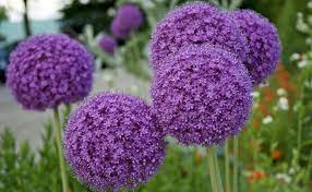 Mid february to mid may, depending on local weather and climatic conditions, e.g. 11 Best Flowers To Grow In Late Spring