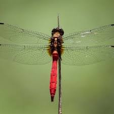 Image result for Pteleopsis anisoptera