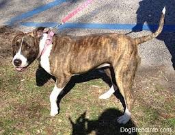 Check spelling or type a new query. American Pitbull Terrier Dog Breed Pictures 7