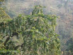 Image result for Duabanga