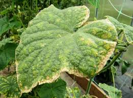 Image result for spider mites on cucumbers