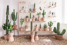 Alfileres de eva, peyote, agave y muchos más. Kaktus Kobenhavn Una Tienda Especializada En Cactus Muy Cool Onestudio Innovacion Estrategia Para Empresas