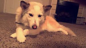 Found a friendly male husky mix