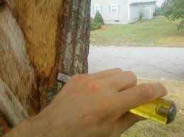 For best results, let the putty dry fully. Repairing Damaged Tree Bark Cape Cod Tree Service
