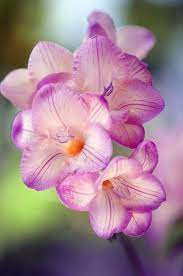 Freesia Sp Art Print By Maria Mosolova In 2021 Amazing Flowers Beautiful Flowers Pretty Flowers