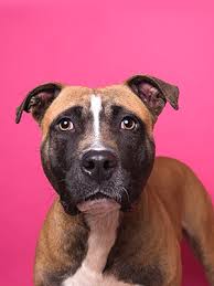 Nowadays he's left his mc abilities and centered his career in the pop and mainstream industry. Is A Pitbull A Breed The Animal Foundation