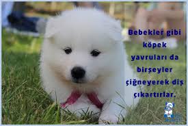 Kopek Yavrulari Da Dis Cikarirken Birseyler Cigner Kopek Kopekbilgi Kopeksever Pethospital Dogs Puppies Puppy Love