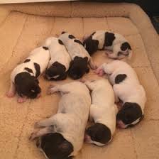 Gsp puppies, born february third. German Shorthair Puppies Lincoln Ca Garcia S Hunting Preserves