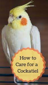 How To Take Care Of A Cockatiel - Pbs Pet Travel