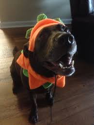 Chocolate Lab Dog Costume Pumpkin Halloween Cute Puppy Halloween Costumes Pet Halloween Costumes Dog Halloween Costumes