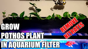 In large ponds, shelves are built right into the pond to house marginals. Grow Pothos Plant In Aquarium Filter