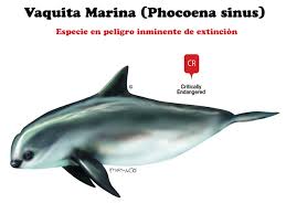 Me tarde mas de 12 hrs en subirlos desde laqs 10 de la noche espero que les guste mucho. La Vaquita Marina Especie En Peligro Inminente De Extincion Noticias Y Eventos Travel By Mexico