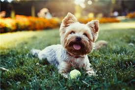50 Yorkie Kopek Isimleri Evcil Hayvanlariniz Icin Mutlu Bir Ev Nasil Yapilir