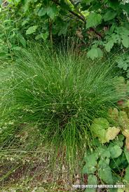 Image result for Carex