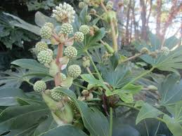Best known for its leaves. Fatsia Japonica Big Leaf Paper Plant Figleaf Palm Formosa Rice Tree Glossy Leaved Paper Plant Japanese Aralia Japanese Fatsia Paper Plant North Carolina Extension Gardener Plant Toolbox