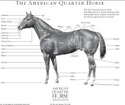 Aqha Points Of Horses Horses American Quarter Horse
