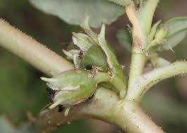 Image result for Zaleya