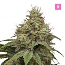 Santa Maria Feminized Seeds Order Online? Kera Seeds