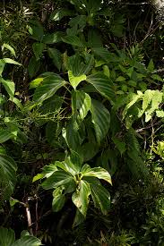 Image result for Scepocarpus