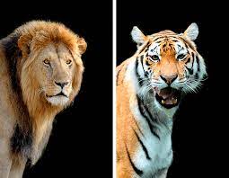 Check spelling or type a new query. Diferencias Entre El Leon Y El Tigre