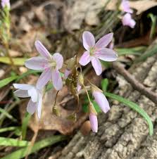 As white goes well with any colour, these blooms will also look great at home. Photos And Names Of Local Wisconsin Wildflowers