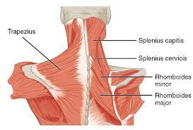 In the upper back region, the trapezius, rhomboid major, and levator scapulae muscles anchor the scapula and clavicle to the spines of several vertebrae and the occipital bone of the skull. Mio Guide Lower Back Pain Guide