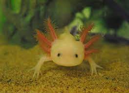 This is where you'll discover fun (and furry!) animal facts about our planet's incredible wildlife. Axolotl Facts For Kids Axolotls Information Animal Fact Guide