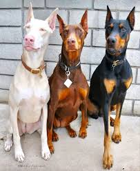 Black And Tan Doberman Puppies White Caramel And Black And Tan Doberman Doberman Pinscher Dog Dog Breeds Doberman Puppy