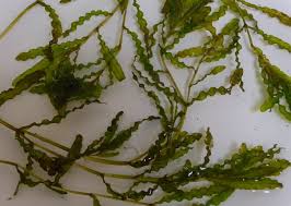 Image result for Potamogeton crispus