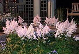 Allium Ampeloprasum Peach Blossoms Astilbe Spring Flowering Bulbs