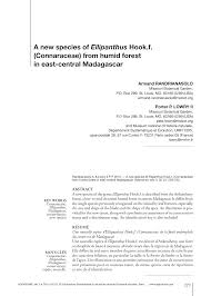 Image result for Ellipanthus