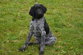 Image result for německý ohař drátosrstý stavba těla