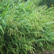 Chasmanthium latifolium is a clump forming perennial warm season grass. Chasmanthium Latifolium Seeds