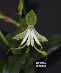 Image result for Bonatea antennifera