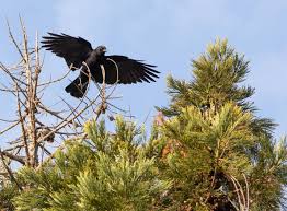 Yes, crows do eat squirrels. Crows Are Crowding Your Bay Area Skies Why Kqed