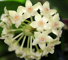 Image result for Polystachya undulata