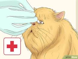 Neuticles are only one of the pet plastic surgeries that cats and dogs are undergoing. How To Diagnose And Treat Entropion In Cats 11 Steps